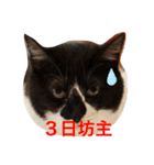 ちぃちぃみやちゃんのスタンプ（個別スタンプ：2）