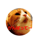 ちぃちぃみやちゃんのスタンプ（個別スタンプ：8）