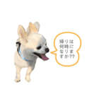 チワワのバニラが伝える家族のスタンプ2（個別スタンプ：5）