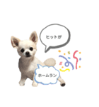 チワワのバニラが伝える家族のスタンプ2（個別スタンプ：8）