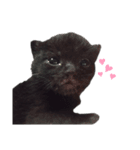 黒猫のもふ（個別スタンプ：2）