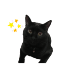 黒猫のもふ（個別スタンプ：7）