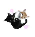 黒猫のもふ（個別スタンプ：8）