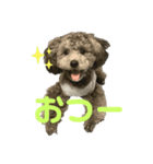 トイプーぱーる日常連絡（個別スタンプ：3）