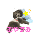 トイプーぱーる日常連絡（個別スタンプ：8）