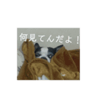 弁慶♡（個別スタンプ：1）