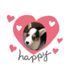 コーギーのあずきだよ❤︎（個別スタンプ：1）