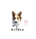 コーギーのあずきだよ❤︎（個別スタンプ：3）