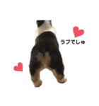 コーギーのあずきだよ❤︎（個別スタンプ：7）