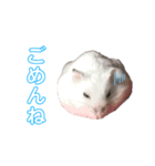 ハムスターと私たち（個別スタンプ：2）