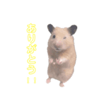 ハムスターと私たち（個別スタンプ：3）