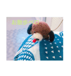 ぱぴぷペロちゃん（個別スタンプ：1）