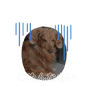 サンタみるく（個別スタンプ：5）