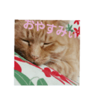 茶トラのゆもちゃん（個別スタンプ：2）