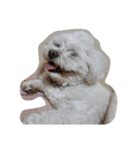 愛犬ゆめ♀️（個別スタンプ：1）