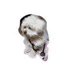愛犬ゆめ♀️（個別スタンプ：2）