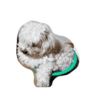 愛犬ゆめ♀️（個別スタンプ：3）