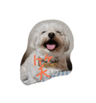 愛犬ゆめ♀️（個別スタンプ：4）