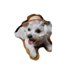 愛犬ゆめ♀️（個別スタンプ：5）