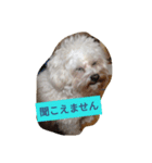 愛犬ゆめ♀️（個別スタンプ：7）