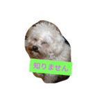 愛犬ゆめ♀️（個別スタンプ：8）