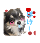 ⭐️..ワンワンFam..⭐️（個別スタンプ：8）