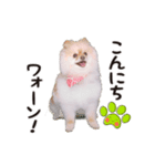 さくら＆ひまわり（個別スタンプ：4）