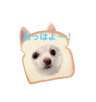 チワワのラブ❤️のきぐるみ（個別スタンプ：1）