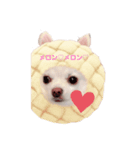 チワワのラブ❤️のきぐるみ（個別スタンプ：2）