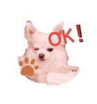 チワワのラブ❤️のきぐるみ（個別スタンプ：8）
