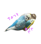 うちの鳥達（個別スタンプ：1）