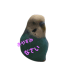 うちの鳥達（個別スタンプ：2）