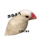 うちの鳥達（個別スタンプ：3）