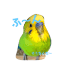 うちの鳥達（個別スタンプ：4）