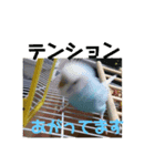 うちの鳥達（個別スタンプ：5）
