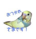 うちの鳥達（個別スタンプ：6）