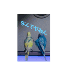 うちの鳥達（個別スタンプ：7）