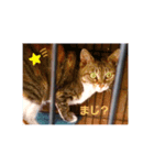 うちのねこズ！（個別スタンプ：3）