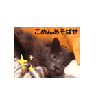 うちのねこズ！（個別スタンプ：5）