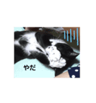 うちのねこズ！（個別スタンプ：7）