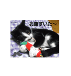 うちのねこズ！（個別スタンプ：8）