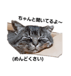 猫になりたい。（個別スタンプ：1）