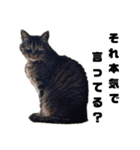 猫になりたい。（個別スタンプ：2）