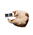 猫になりたい。（個別スタンプ：3）