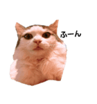 猫になりたい。（個別スタンプ：4）