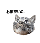 猫になりたい。（個別スタンプ：5）