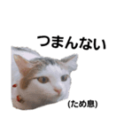 猫になりたい。（個別スタンプ：7）
