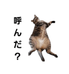 猫になりたい。（個別スタンプ：8）