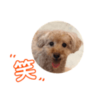 さんびきのおいぬ（個別スタンプ：2）