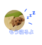 さんびきのおいぬ（個別スタンプ：3）